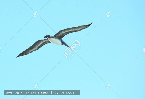 Brown,Pelican（Pelecanus,occidentalis）在天空中飛翔。