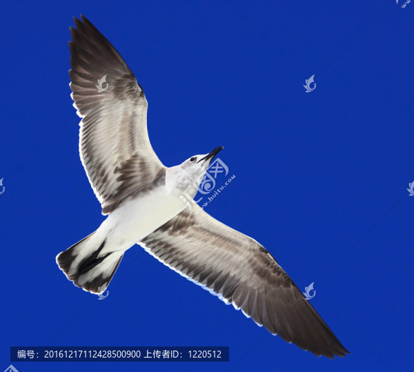 大黑背鷗（Larus,marinus）
