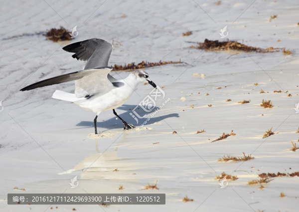 大黑背鷗（Larus,marinus）