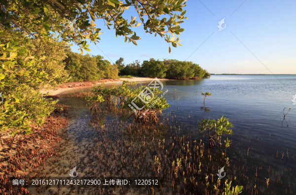 大西洋紅樹林。吉耶爾莫島。古巴.