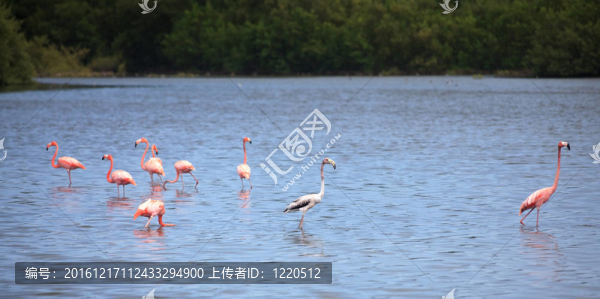 美洲紅鸛（Phoenicopterus,ruber）