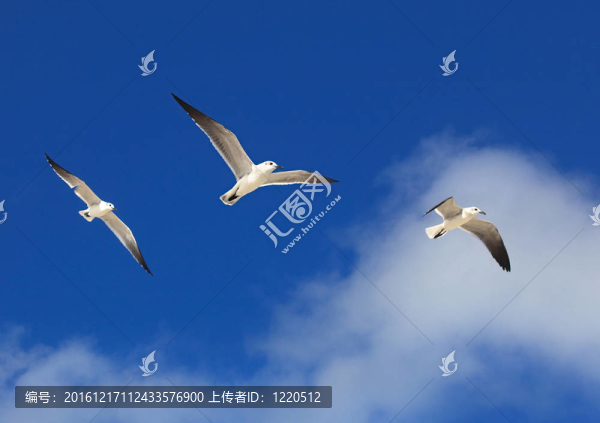 大黑背鷗（Larus,marinus）