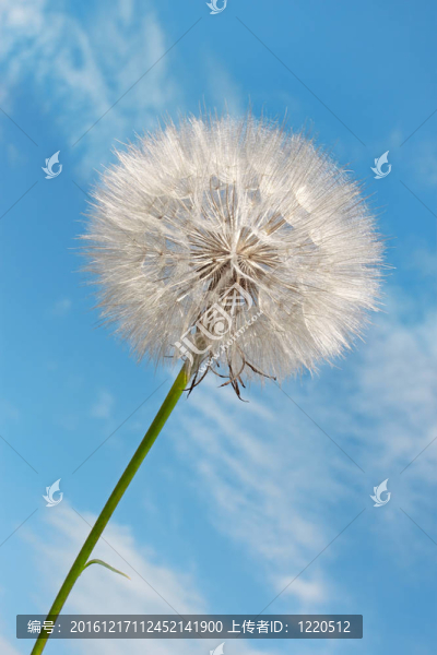 藍色天空的蒲公英