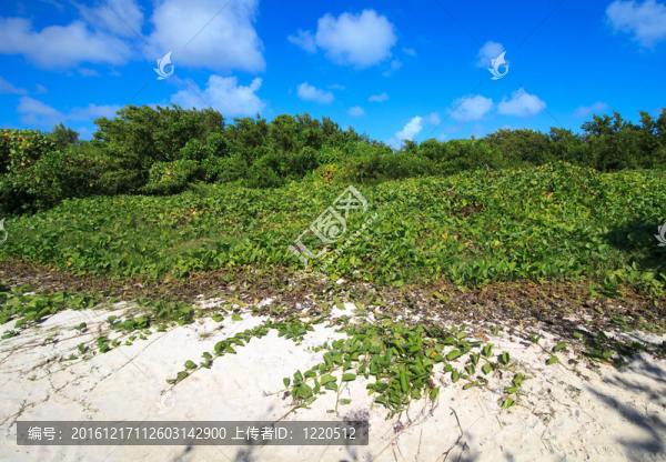 岸邊覆蓋著植被。吉耶爾莫島。古巴.