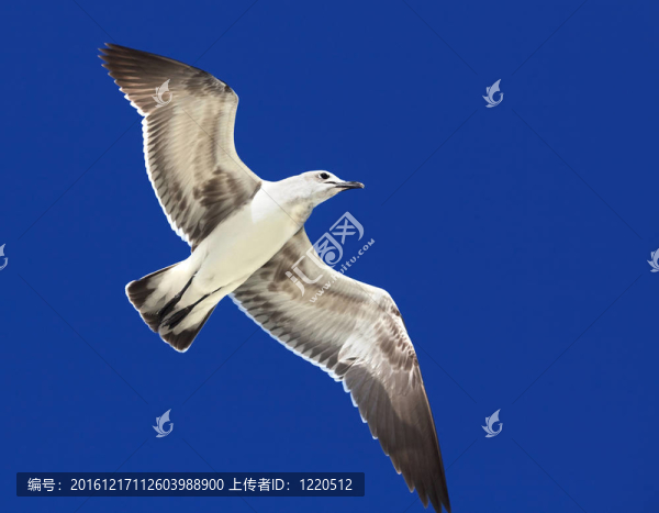 大黑背鷗（Larus,marinus）