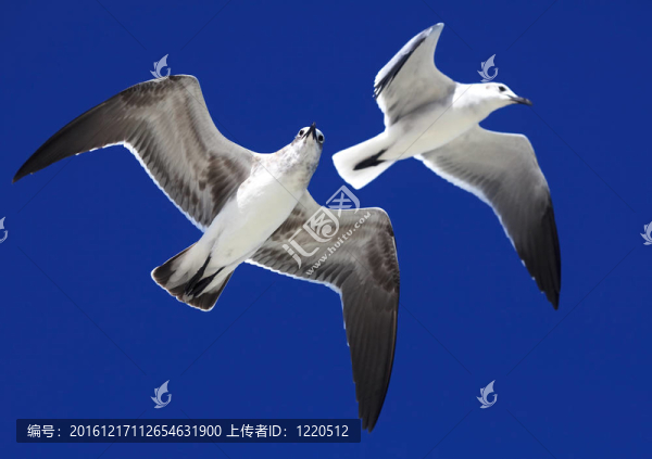 大黑背鷗（Larus,marinus）