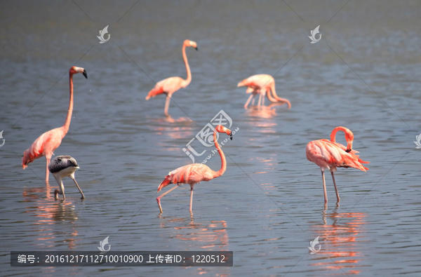 美洲紅鸛（Phoenicopterus,ruber）