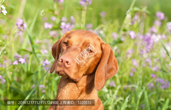 一種野花維茲拉犬狗特寫肖像