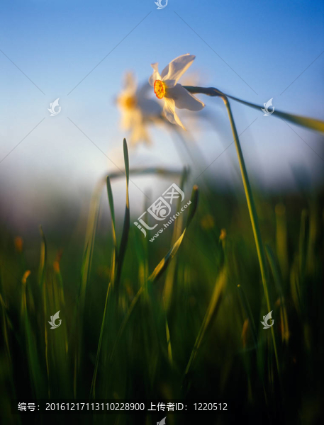 在溫暖的夕陽(yáng)春天的水仙花。