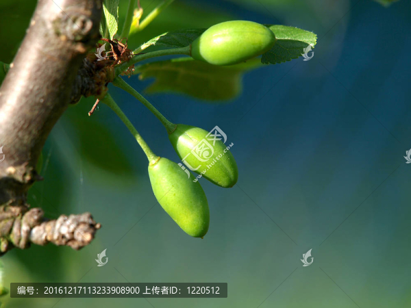 梅花樹