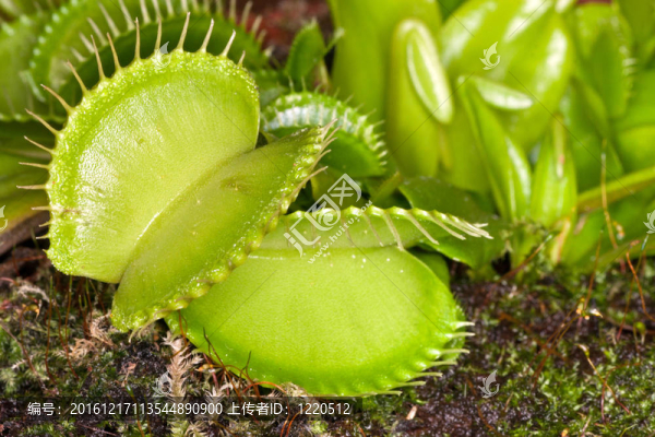 捕蠅草（Dionaea,muscipula）