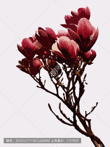玉蘭花,木刻