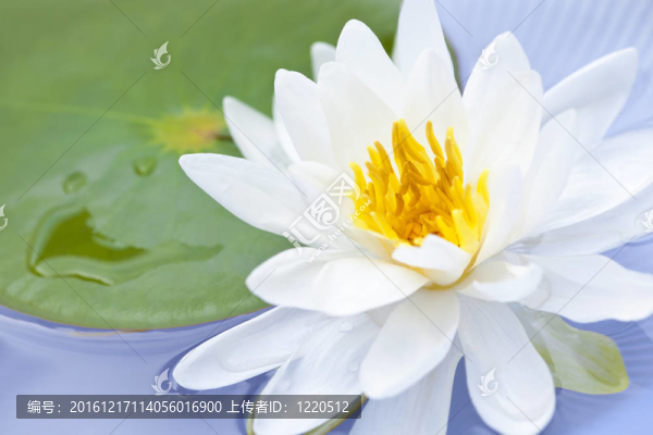 蓮花
