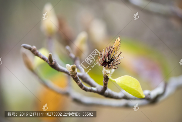 玉蘭花