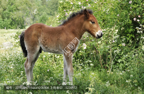 冰島馬駒