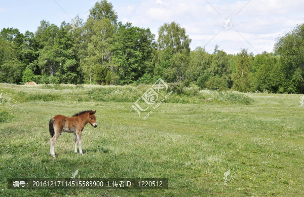 冰島馬駒