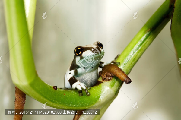 敬亞馬遜牛奶蛙