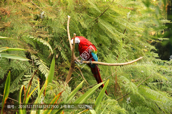 森林中的Parrot