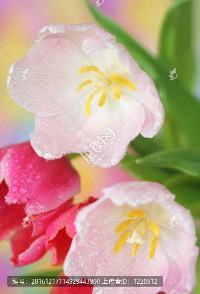 郁金香