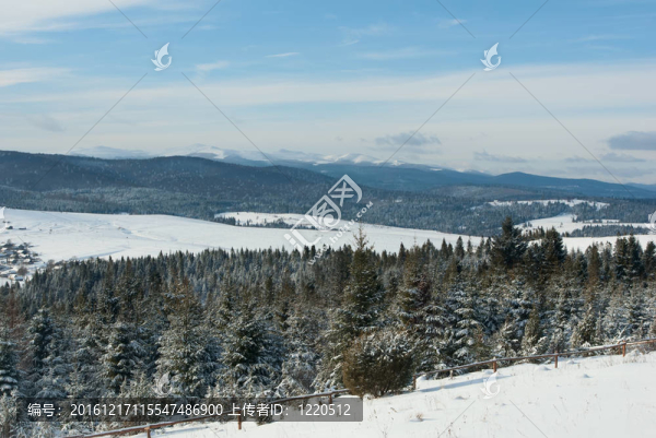 冬天山上覆蓋著雪的樹