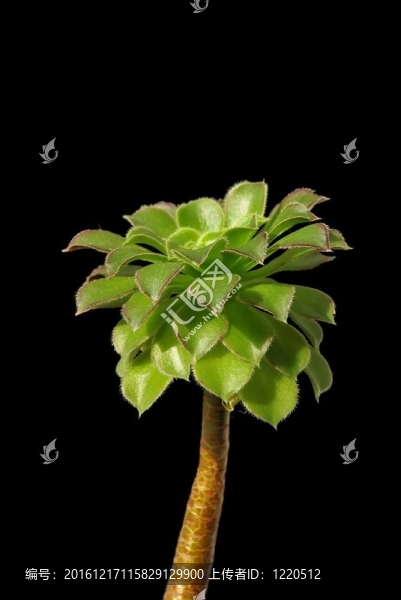 外來植物科