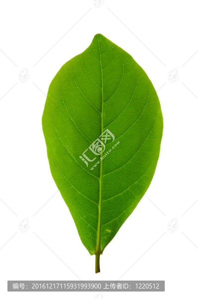 白色背景上的葉子