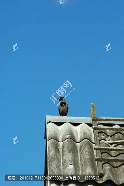 坐在屋頂?shù)臑貘f