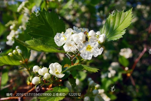 開花的山楂
