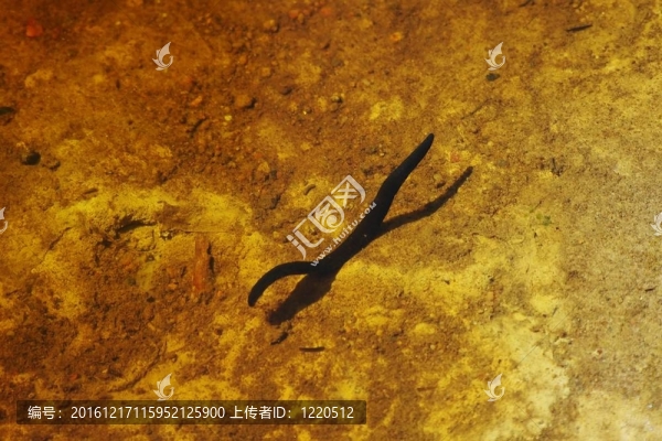 游泳水蛭