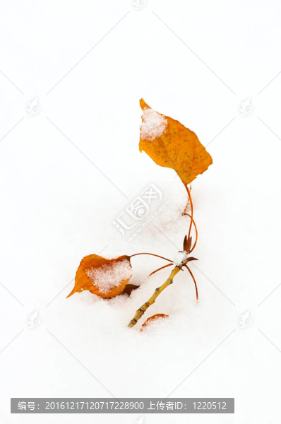 褐色落葉凋落在雪中