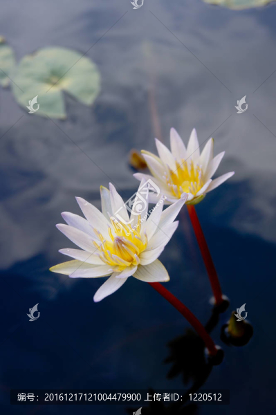 水百合