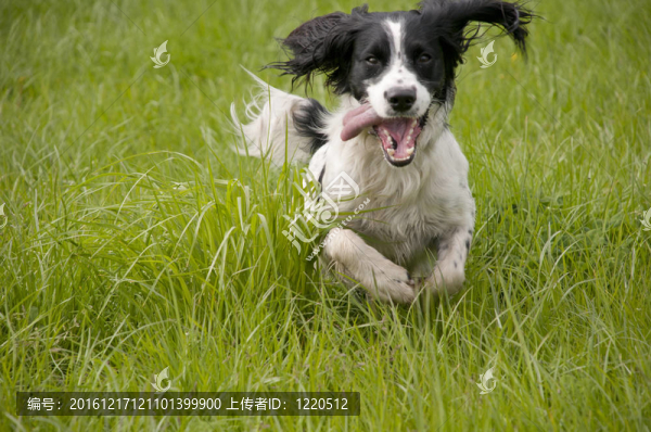 史賓格犬
