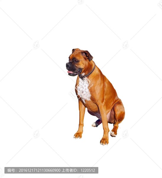 白色拳擊犬