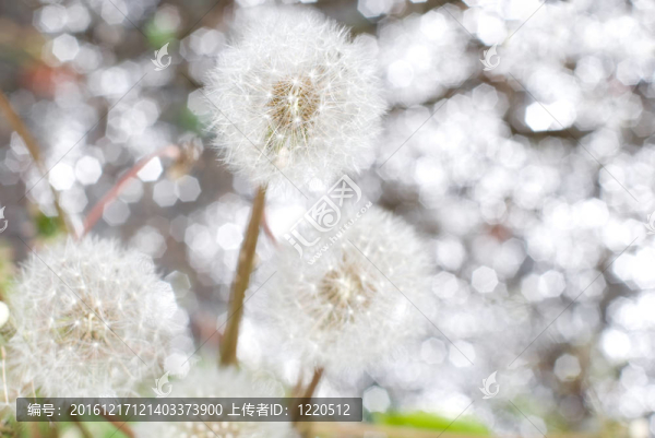 蒲公英絮影