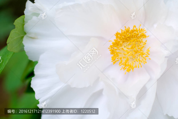 白牡丹