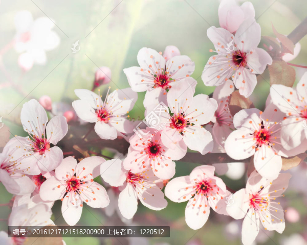 櫻花盛開(kāi)