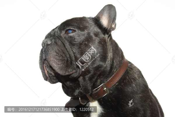 法國(guó)斗牛犬
