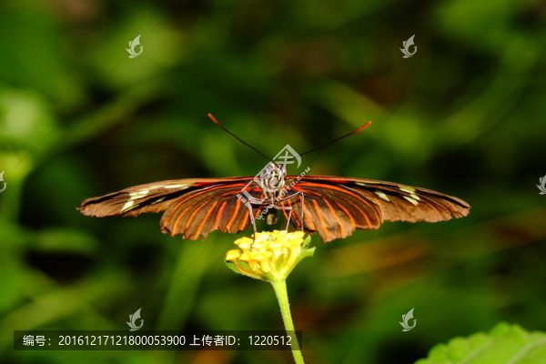 蝴蝶