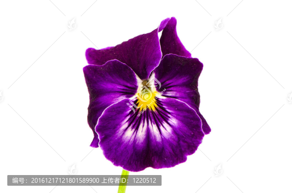 孤立的堇菜花