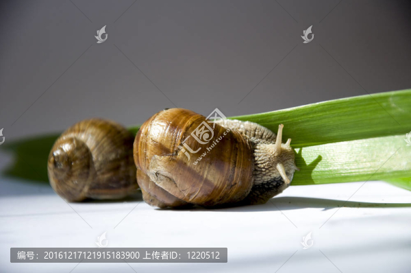 蝸牛