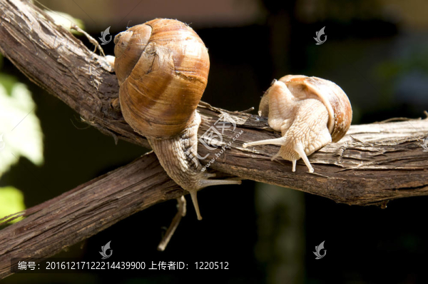 漂亮的蝸牛