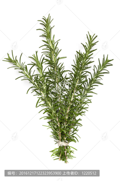 一群Rosemary,over,White