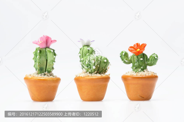 仙人掌的玩具