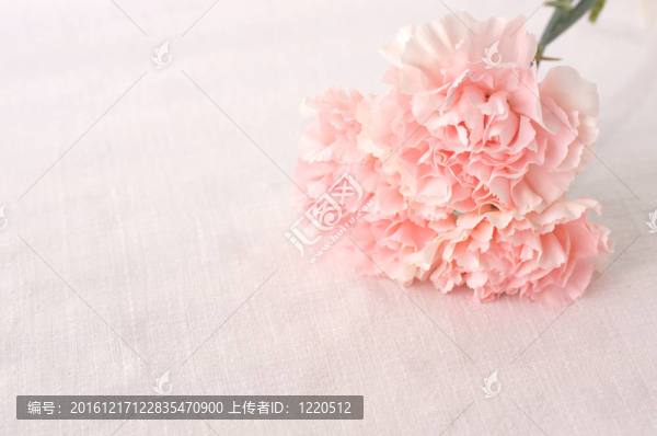 康乃馨