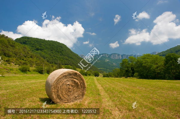 圓草捆