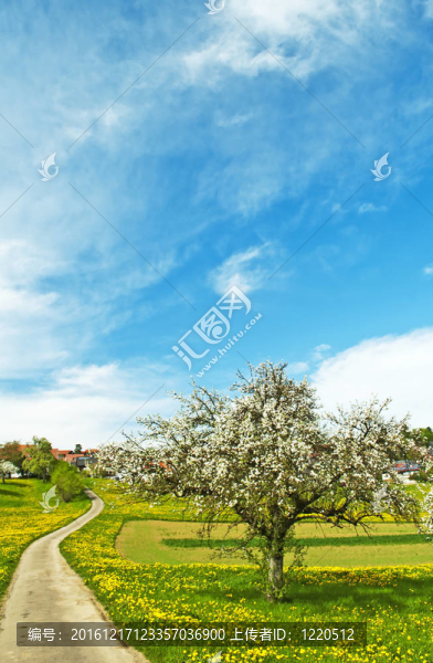 開花果樹帶村