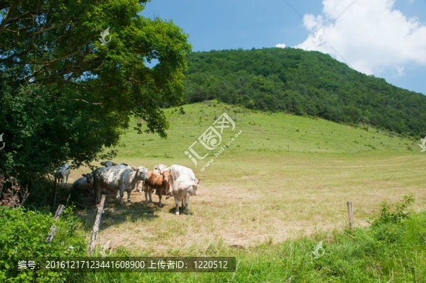 在景觀白夏洛萊牛