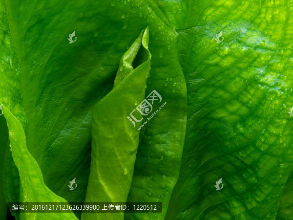 臭菘