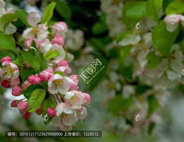 開花