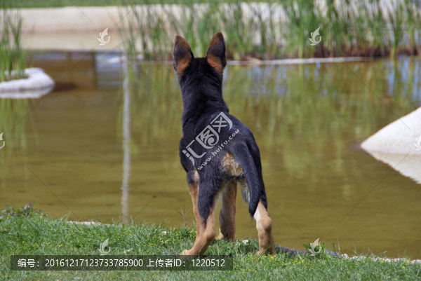 小德國牧羊犬